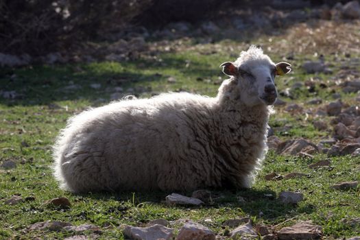Sheep