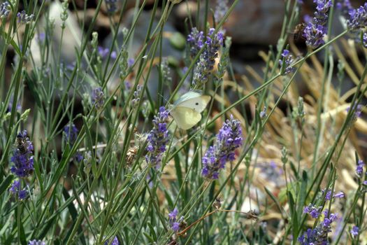 White butterfly feeding on blue flowers