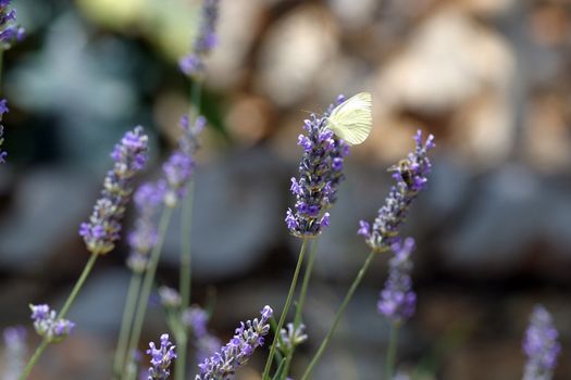 White butterfly feeding on blue flowers