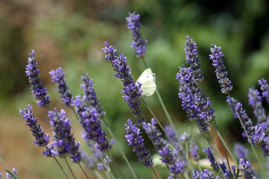White butterfly feeding on blue flowers
