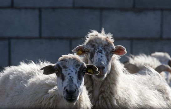 Sheeps