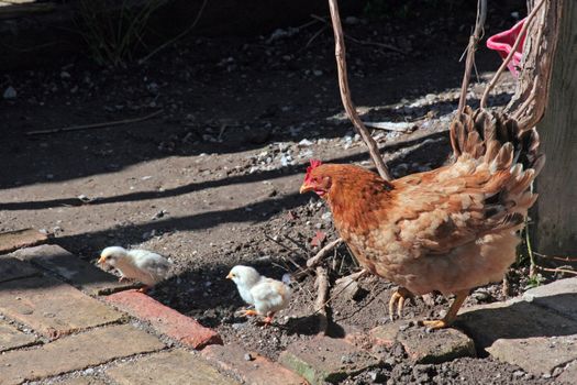 Chicken feed their young chicks