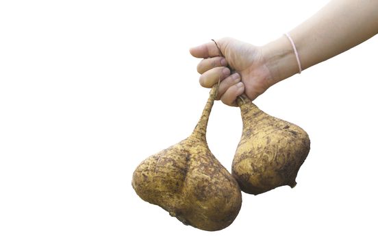 brown yam root isolated on white