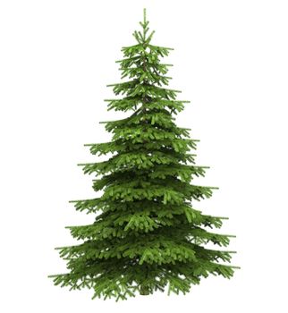 Christmas tree isolated on a white background