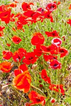 A poppy is any of a number of colorful flowers, typically with one per stem, belonging to the poppy family.