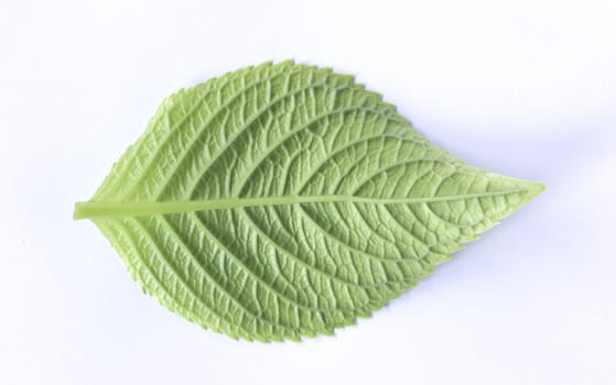 leaf isolated on a white
