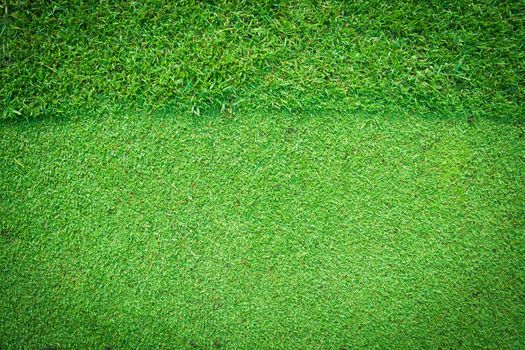 Real green grass background