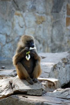 baboon monkey