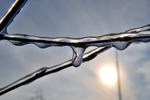 branches in the ice on a sunny autumn day