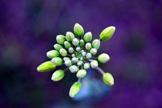 buds of plant