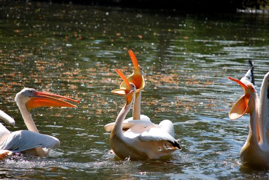 pelicans with open beaks