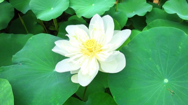 Water lily on the lake 