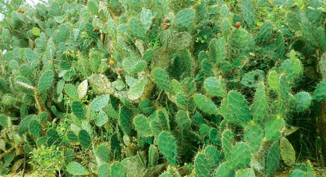 cactuses background