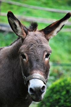pet donkey, ass looks straight, photo taken on a sunny summer day
