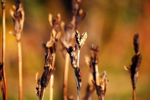 Dry plants in the autumn day, photo taken on a sunny day