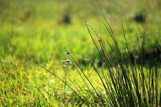 summer green meadow
