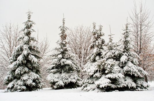 december fir tree in snow
