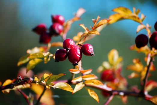 Photo of wild rose with ripe fruits, photo taken on a sunny summer day