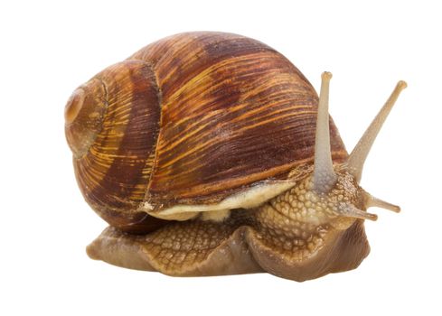 close-up big snail, isolated on white