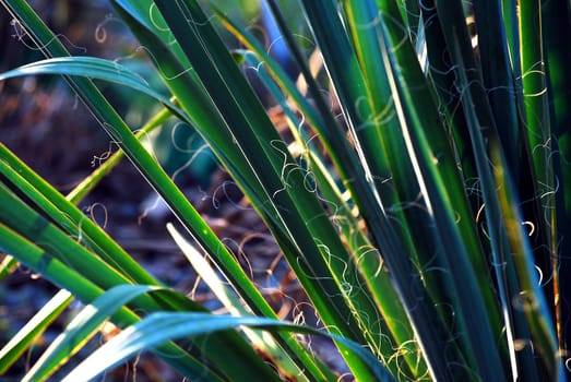 Jagged leaves