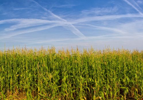 field with corn against blue sky