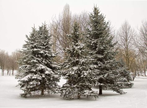 december fir trees in snow