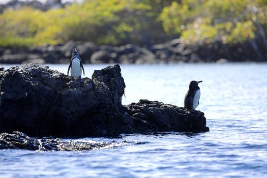 A Galapagos Penguin looking around at Isabela