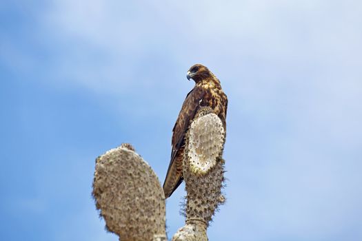 Galapagos Hawk on a cactus,  Santa Fe