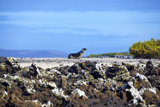 Sea lion walking on Las Tintoreras, Galapagos