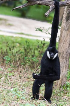 white Cheek Gibbon