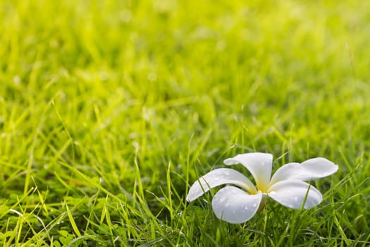 White plumeria on grass