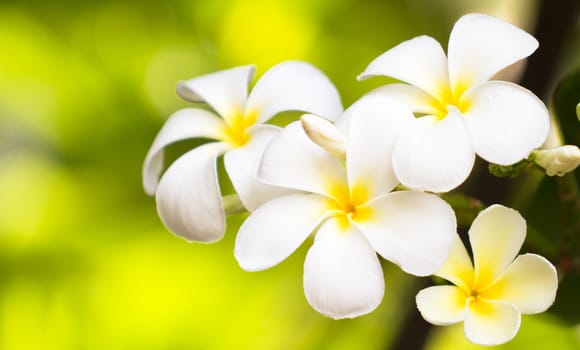 White plumeria on grass