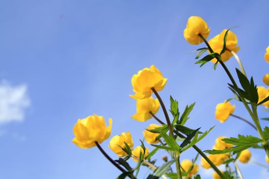 globe-flower on celestial background