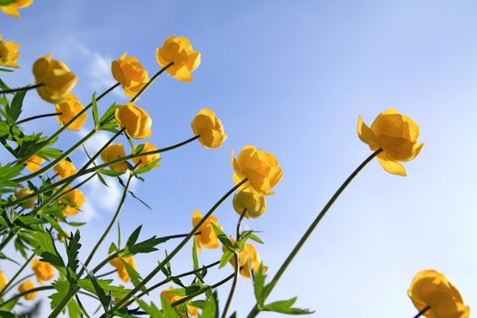 globe-flower on celestial background