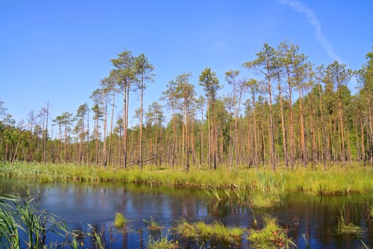 small lake in pine wood