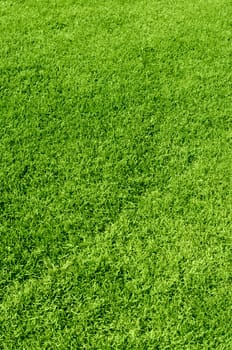 Photo of the beautiful green grass texture