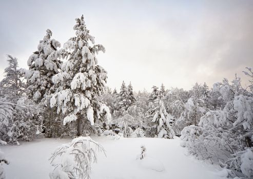 Winter pine forest - a russian landscape