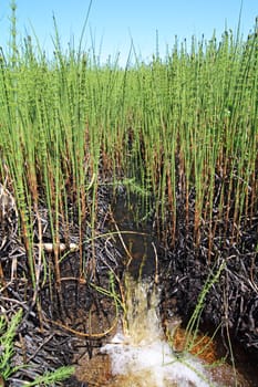 small creek amongst marsh horsetail