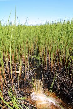 small creek amongst marsh horsetail