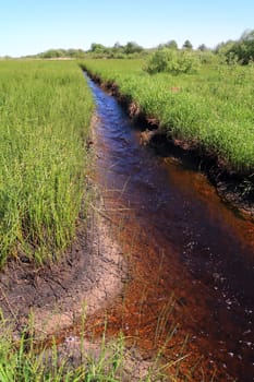 small creek amongst marsh horsetail