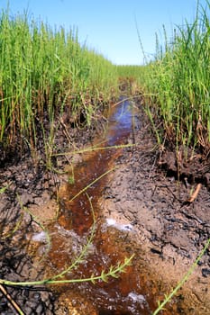 small creek amongst horsetail in marsh