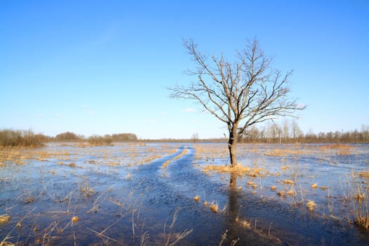 oak in water