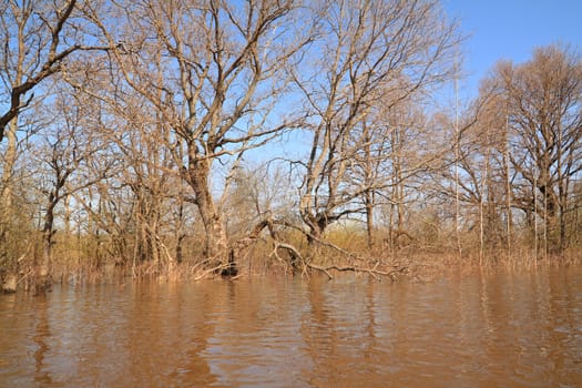 spring flood in oak wood