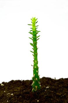 Succulent photo in soil