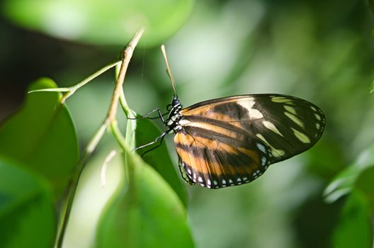 the beautiful butterfly with wings