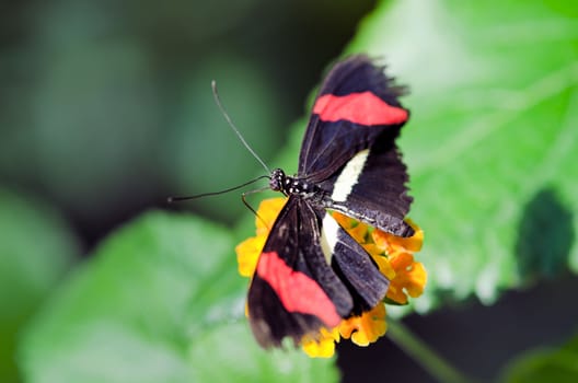 the beautiful butterfly with wings