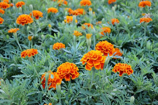 beautiful summer garden with yellow marigold