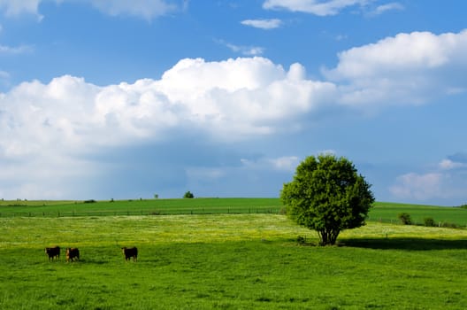 the tree in the meadow