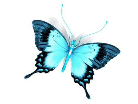 the beautiful butterfly with wings