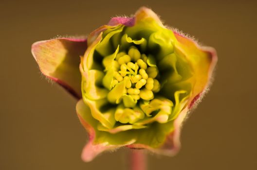 the yellow flower